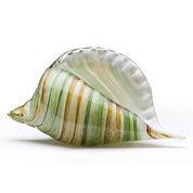 Seashell - Opal Brown